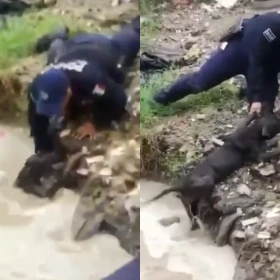 tormenta-en-ciudad-juarez-chihuahua-policias-rescatan-a-perro-arrastrado-por-la-corriente