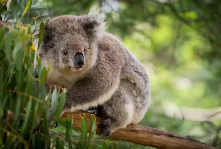 Koalas en Australia son sacrificados.jpg