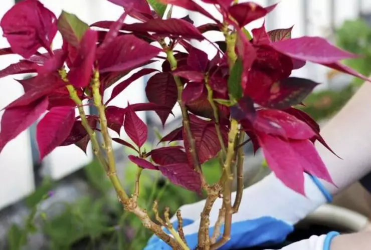 Cómo reproducir una flor de nochebuena con un esqueje