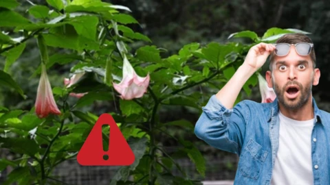 Estas son las plantas que NO deberías tocar ni tener en tu casa