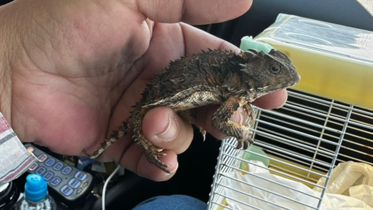 Rescate de sapo cornudo en Corregidora Paseos del Bosque