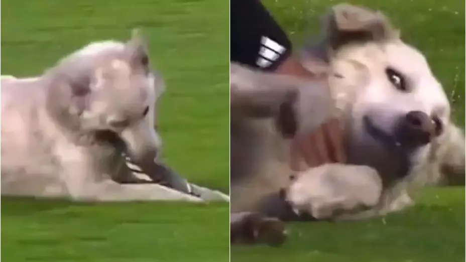 perro_video_.jpg
