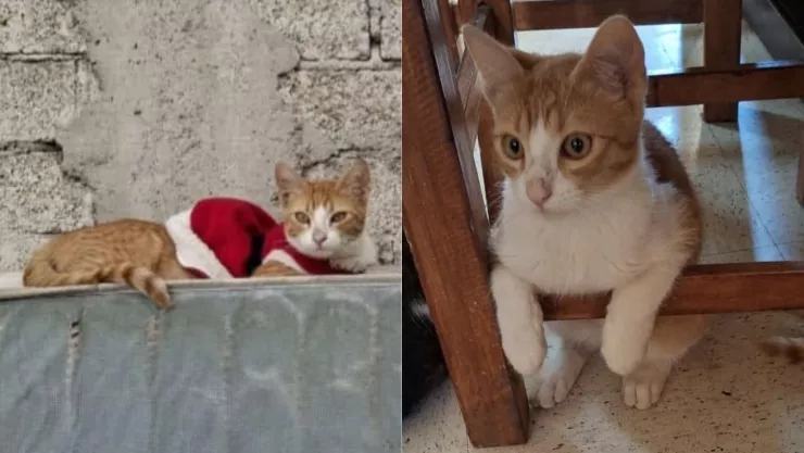 Tras ser víctima de agresión sexual, el gatito Kasimiro “Kasi” tuvo que ser sacrificado debido a las graves lesiones que presentaba.