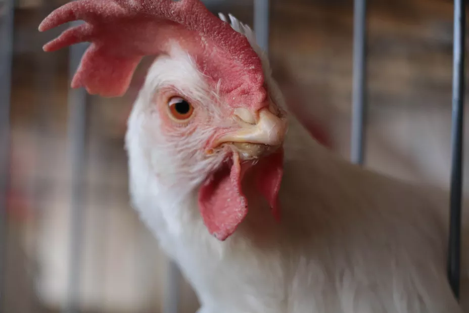 Sader 7 de junio 2024.jpeg