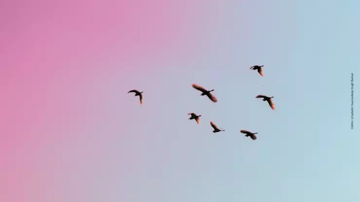 Revelan por qué decenas de aves se desplomaron en Chihuahua. 