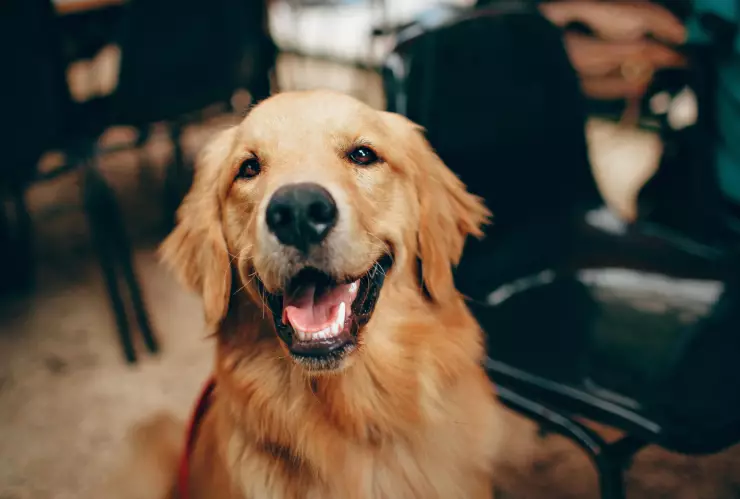 “anti-envejecimiento” para perros