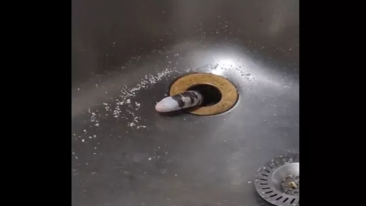 Gusano en el lavaplatos de una casa en Brasil