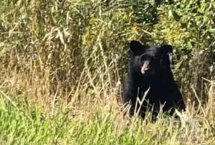 Hay un Oso suelto en Calvillo Lo que se sabe sobre la presencia de este animal salvaje