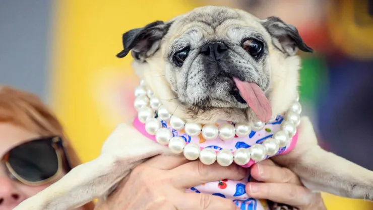 Jinny Lu, la pug rescatada que ganó el concurso del Perro Más Feo del Mundo