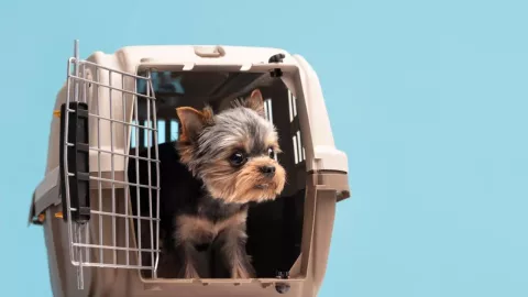 Viajar con perros: ¿Qué requisitos piden para subirlo a un avión?