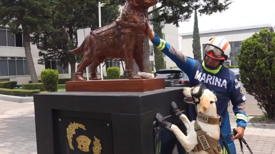 Video de Maya, la perrita rescatista que sigue el legado de Frida en la Secretaría de Marina (Semar)