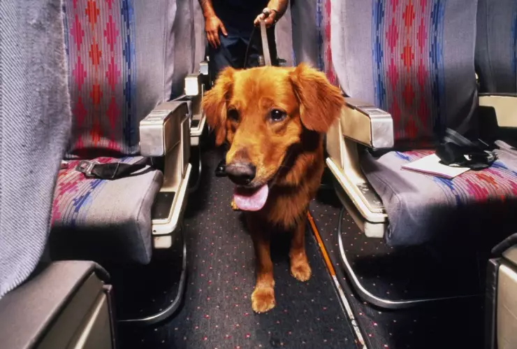 Indemnizan a pareja que soportó flatulencias de perro