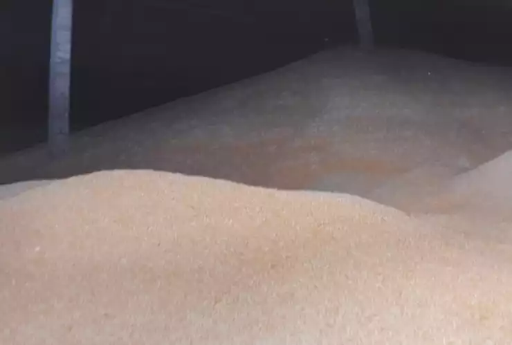 MAÍZ ROBADO (3).jpeg