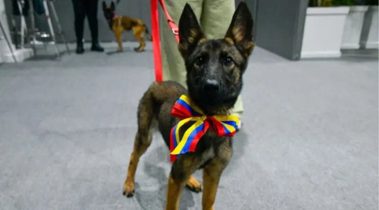 La perrita Laika llega a México para unirse al Ejército