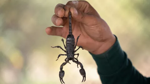 Guía rápida para saber qué hacer ante la picadura de un alacrán 