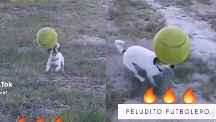 VIDEO Perrito futbolero es viral por dominar el balón