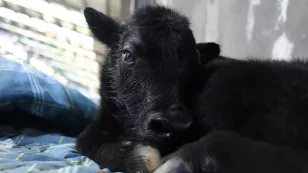 Clonación de yak 