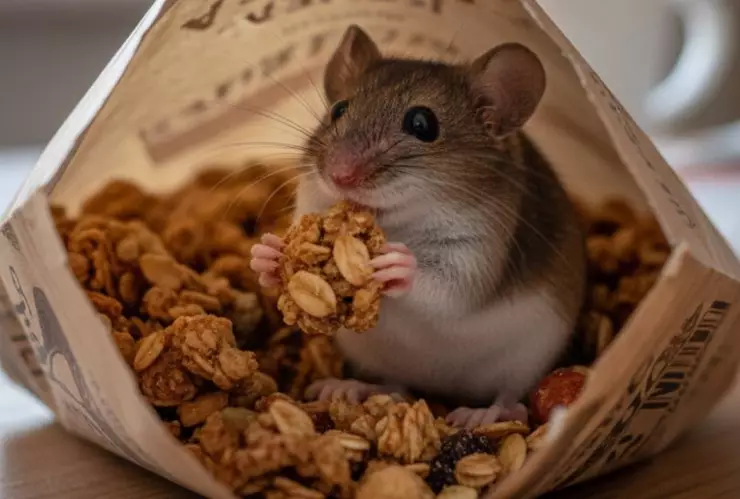 ratón comiendo granola