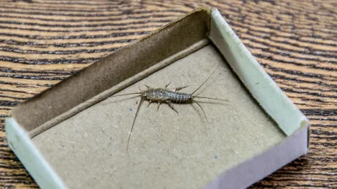 pececillos de plata