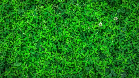 La planta para decirle adiós a los mosquitos y polillas