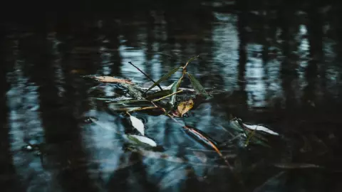 Mueren ahogados al rescatar a perrito que cayó a un canal