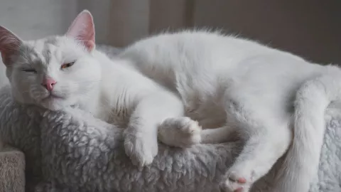 ¿Cuánto tiempo duerme un gato al día? Los expertos responden