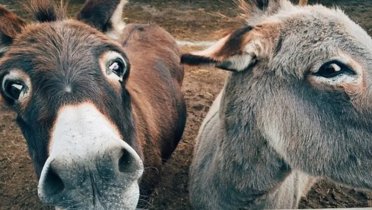 burro parasitos.jpg
