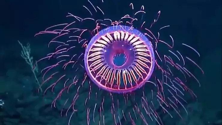 Medusa Baja California.jpg