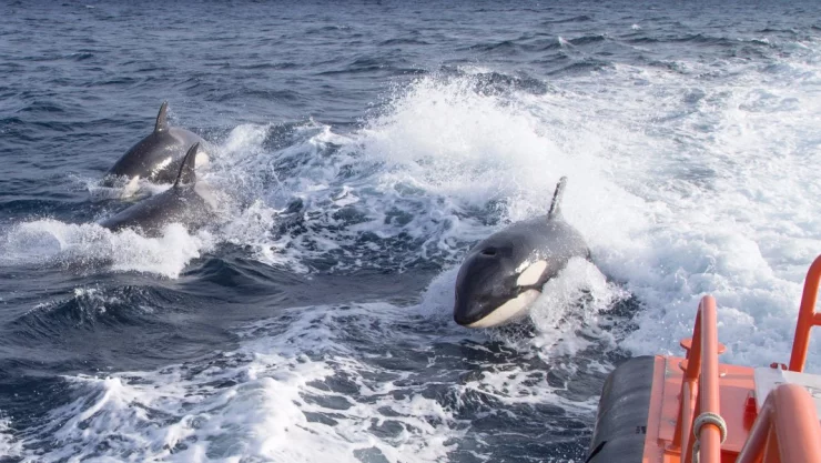 orcas velero España