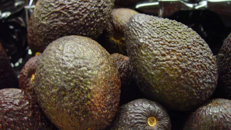 Aguacate