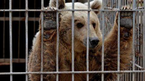 España considerará a los animales como seres sintientes