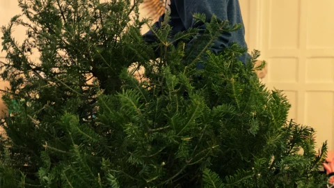 Dónde reciclar mi árbol de Navidad