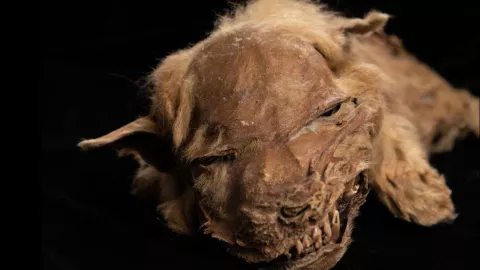 Descubren un cachorro de lobo de 57 mil años en Canadá
