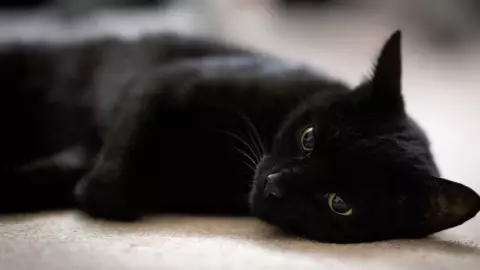 ¡Alerta! Por esta razón no debes dar en adopción a los gatos negros en octubre