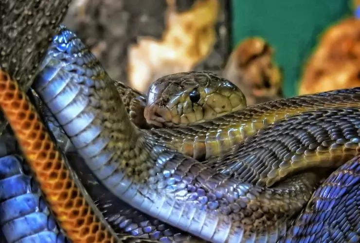 Un hombre fue detenido en la aduana por tener MÁS de 100 serpientes en sus pantalones