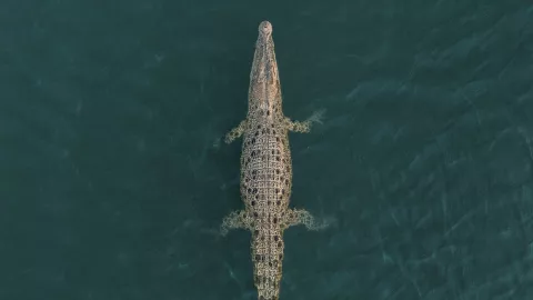 Alertan por pesencia de cocodrilo en Manzanillo