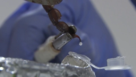 Altas ganancias por ordeñar veneno de escorpiones para producir medicamento.