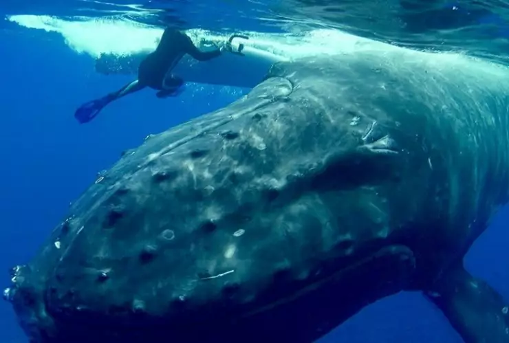 ballena protege a un buzo.jpg