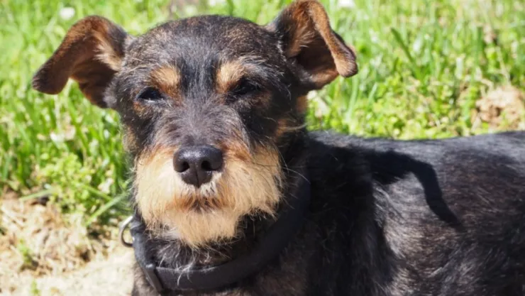 Perro, kilómetros, casa b.jpg