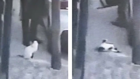 Indigna otro acto de crueldad animal, ¡Asesinó a un gato!