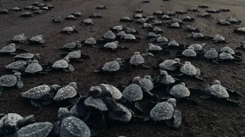 tortuga laud anida en yucatan