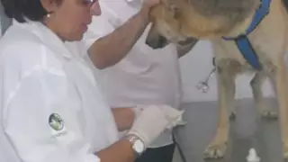 A través de su cuenta de Instagram el sacerdote comparte fotografías y videos de los cuidados y la alimentación que les da a los canes.
