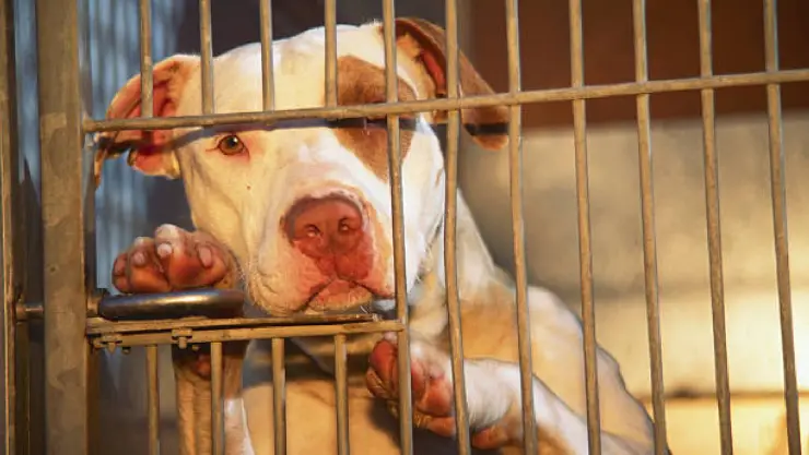 Pitbull ataca a niña en Ecuador