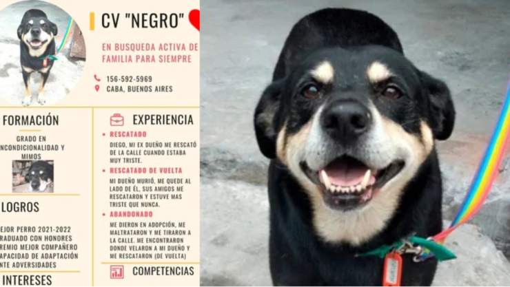 perrito huerfano cv