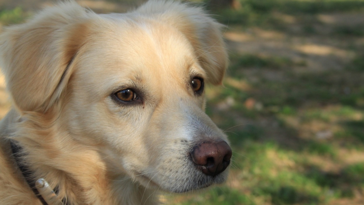 ¿Qué debo hacer con mi mascota en caso de sismo?