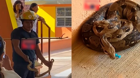 Enorme masacuata aparece en un patio de una escuela en Tapachula durante un homenaje cívico