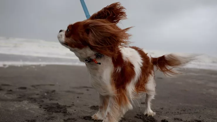 perrito en la playa sintiendo las fuertes rachas de viento