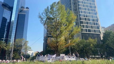 Ahuehuete de Paseo de la Reforma