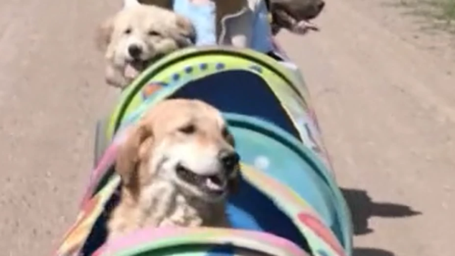 Rescatistas en Turquía construyen trenecito para perritos con parálisis