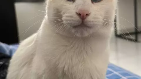 Miauricio, gatito de nuestro colaborador Diego 